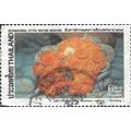 THAILAND, Coral, Tubastraea coccinea, grey 1992...