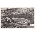 ED 205 ATLANTIC GREY SEAL WITH CALF. FARNE ISLA...
