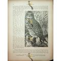 Short Eared Owl (Snowy Owl On Reverse), Natural...