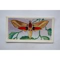 1958 Swettenham tea card Butterflies & Moths No...