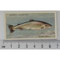 1933 Players Fresh-water Fishes, pink back No. ...