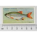 1933 Players Fresh-water Fishes, pink back No. ...