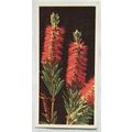 Lyons Tea card Australia No. 31 Bottle Brush