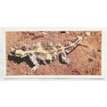 Lyons Tea card Australia No. 23 Mountain devil