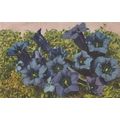Gentiana Acaulis Vintage Flower Postcard