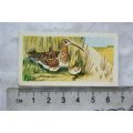 1970 Gowers & Burgons card No. 9 Curlew, Britis...
