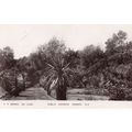 Public Gardens Oamaru New Zealand Real Photo Ol...