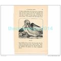PELICANS, AFRICA, Book Illustration, c1883