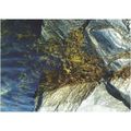 BET.G514: Bladder Wrack (Fucus vesiculosus).