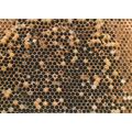 Beehive Worker Bees Hive Comb With No Fertile Q...