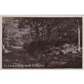 B684 GRINDLEFORD -IN PADLEY WOODS . R/P POSTCARD