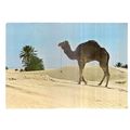 CAMEL, TUNISIA vintage used postcard. 1989 post...