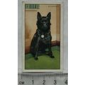 1936 Gallaher Dogs 1st Series No. 24 The Schipp...