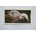 1958 Horniman's Tea card Wild animals No. 3 Fly...
