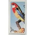 Lyons Tea card Australia No. 15 Rosella