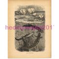 Great Water Newts, Victorian Natural History Bo...