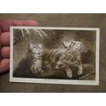 1913 fr real photo Postcard - Kittens / cats - ...