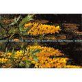 D023306 Laburnum alpinum. Alpen Goldregen. Dr. ...