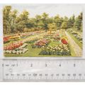 1960s postcard New Rose Garden, Hesketh Park, S...
