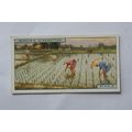 1928 Players Products of the World No. 29 Rice ...