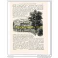 TWICKENHAM PARK HOUSE, BOOK ILLUSTRATION (PRINT...