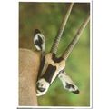 Animal - Gemsbok, African antelope, Kenya - pos...