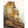 6x4 Continental size printed postcard Puma Cubs...