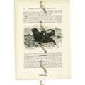 Northern Sea Bears, Animal Book Illustration (P...