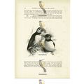 Puffins, Animal Book Illustration (Print), c1916