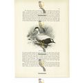 Eider Drake, Animal Book Illustration (Print), ...