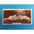 De Reszke Cigarette Card Real Photographs Serie...