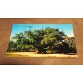 1980s Photo Precision Postcard - Major Oak, She...