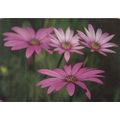 Osteospermum Barberiae Postcard unused crease
