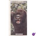 Players Natural History Card No. 22 Gorilla