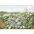 Sang Yeol Lee Field of Daisies Postcard Unused VGC