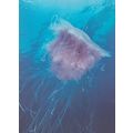 Jellyfish at Mozambique South Africa Postcard