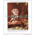 Tawney Owl, Book Illustration, c1953