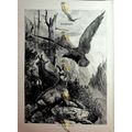 Wildlife In The Alps, Switzerland, Book Illustr...