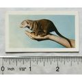 1960 Horniman's Tea card Pets No. 11 Mongoose