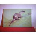 OTTER unused postcard by J Salmon birds animals =
