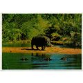 Postcard South Africa Mala Mala Game Reserve a ...