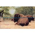R054097 King of Lincoln Park Herd of Buffalo. C...