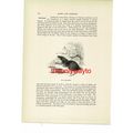 Water-Shrew, Animal Book Illustration (Print), ...