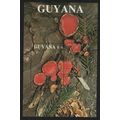 Guyana Fungi Mushrooms 'Sarcoscypha coccinea' M...