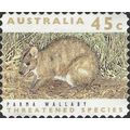 AUSTRALIA, MAMMAL, Parma Wallaby s/a, brown 199...