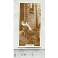 De Reszke Real Photographs card No. 18 Trampsr ...