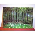 ANEMONE NEMOROSA flowers Swedish unused postcar...