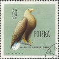 POLAND, BIRD, White-tailed Eagle, green 1960, 60gr