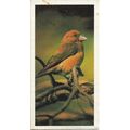 Woodland Wildlife 1980 Brooke Bond Tea Card 28 ...