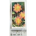1939 Wills Garden Flowers No. 16 Dahlia